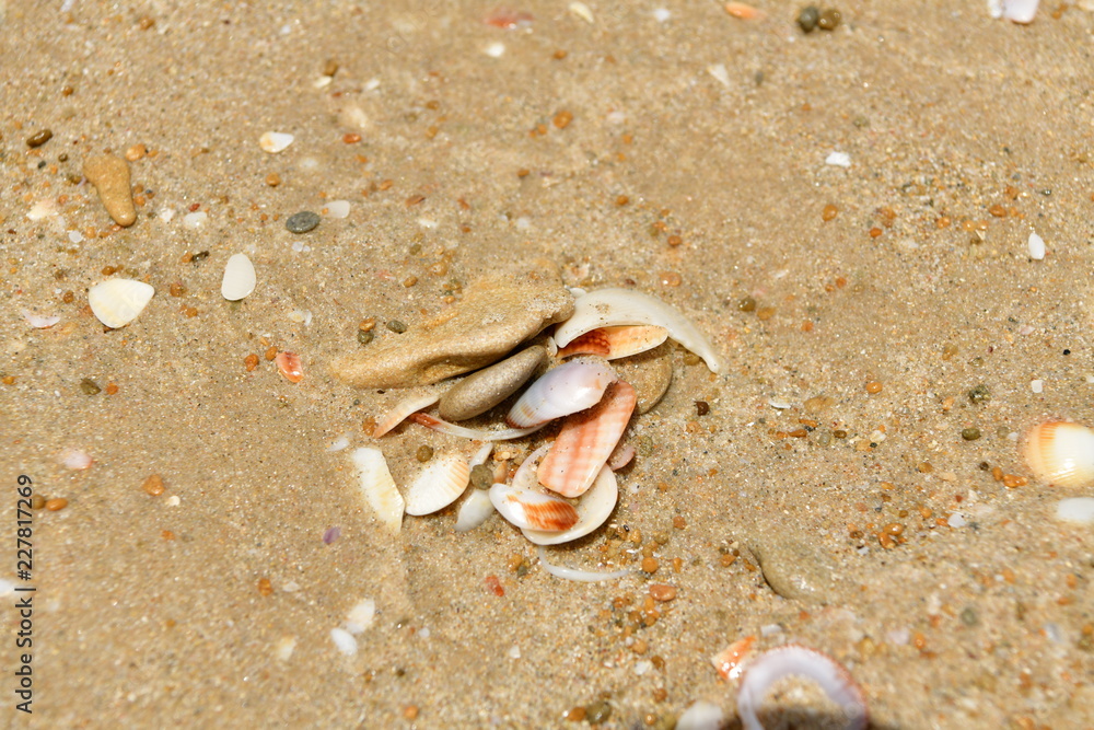 seashells seashells