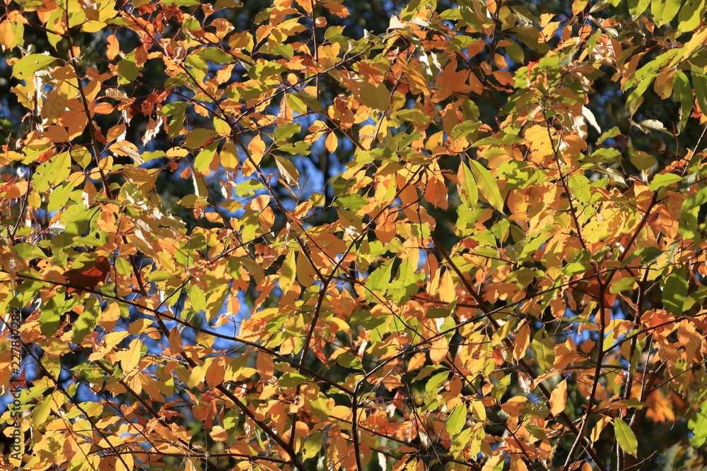 Orange Autumn leaves against the blue sky Orange Autumn leaves against the blue sky