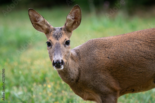 Roe deer in forest, Capreolus capreolus. Wild roe deer in nature. © Lubos Chlubny