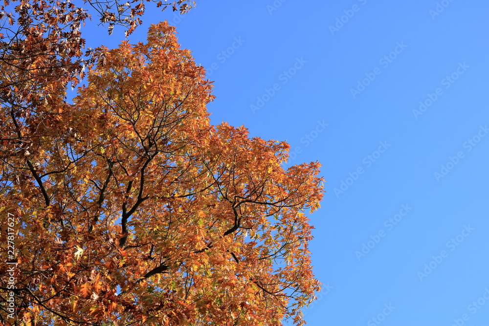 Orange Autumn leaves against the blue sky Orange Autumn leaves against the blue sky
