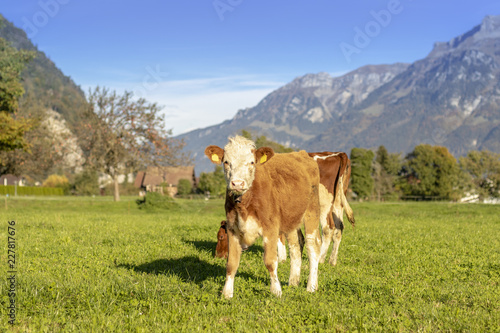 Kuh beim Wiederkäuen auf Weide in Gsteigwiler im Berner Oberland Schweiz photo