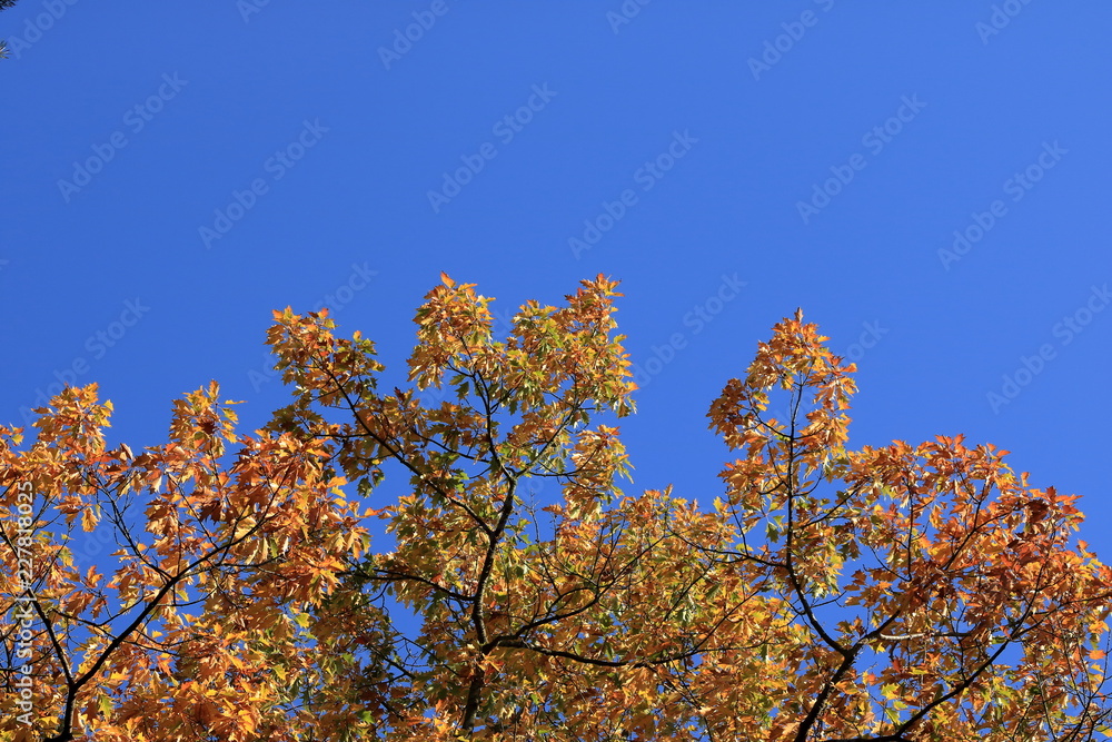 Orange Autumn leaves against the blue sky Orange Autumn leaves against the blue sky