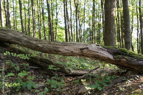 Trees in the forest. Slovakia