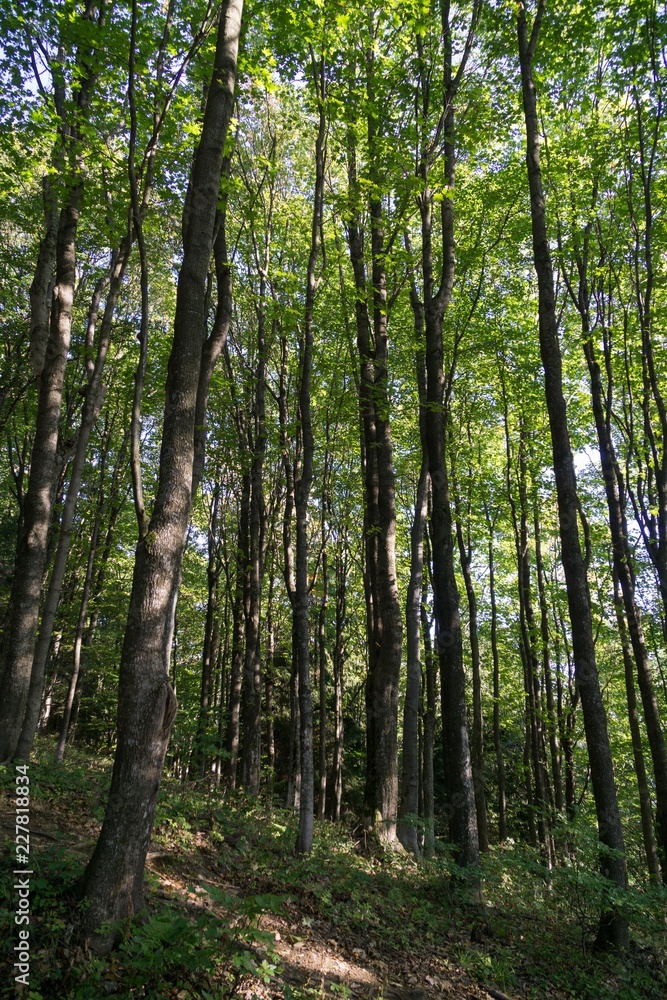 Trees in the forest. Slovakia Trees in the forest. Slovakia