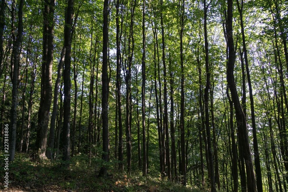 Trees in the forest. Slovakia Trees in the forest. Slovakia