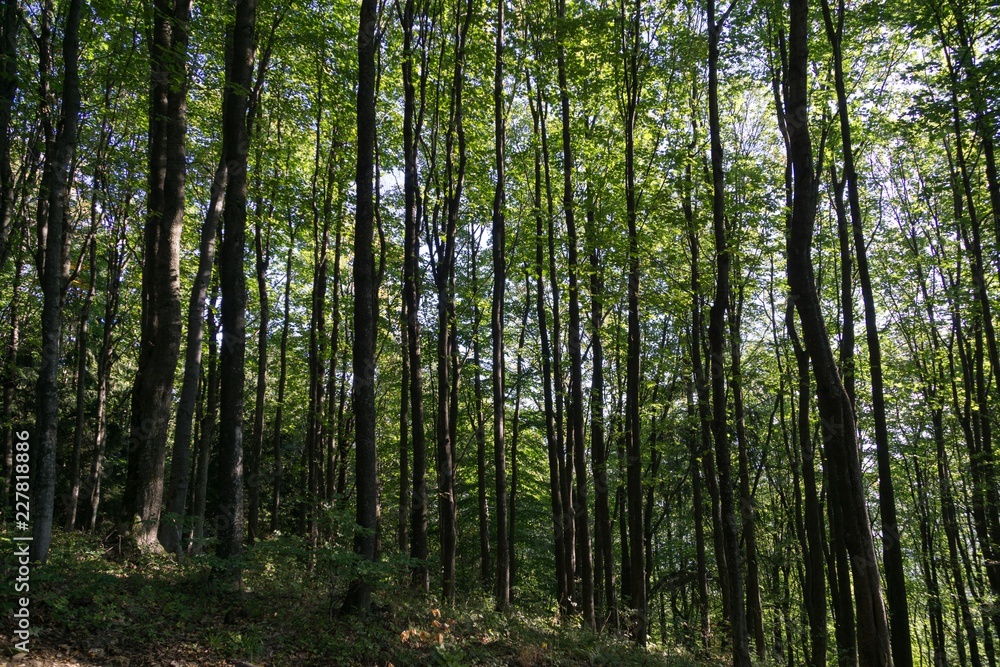 Trees in the forest. Slovakia