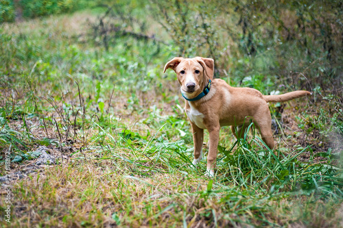 Jack Russell on a walk in the autumn Park © Evgeny Leontiev