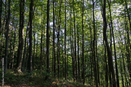 Fototapeta Naklejka Na Ścianę i Meble -  Trees in the forest. Slovakia