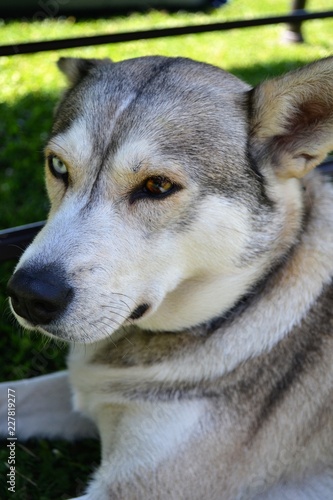 Pies husky heterochromia portret
