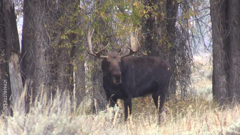 Rutting Bull Moose in Autumn in Wyoming Rutting Bull Moose in Autumn in Wyoming
