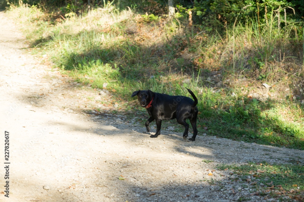 Black dog with red leash in the woods. Slovakia