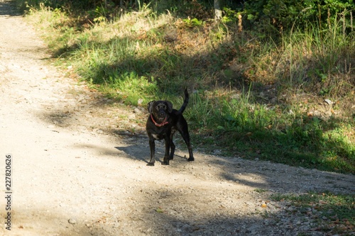 Black dog with red leash in the woods. Slovakia