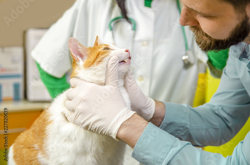 Fototapeta Naklejka Na Ścianę i Meble -  Male vet checking teeth of kitten in clinic, nurse in background 