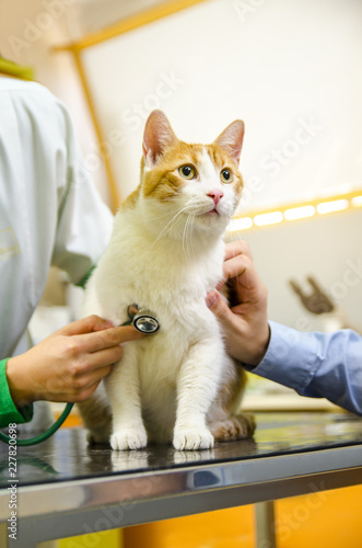Fototapeta Naklejka Na Ścianę i Meble -  Cute domestic cat standing on vet table, examination concept