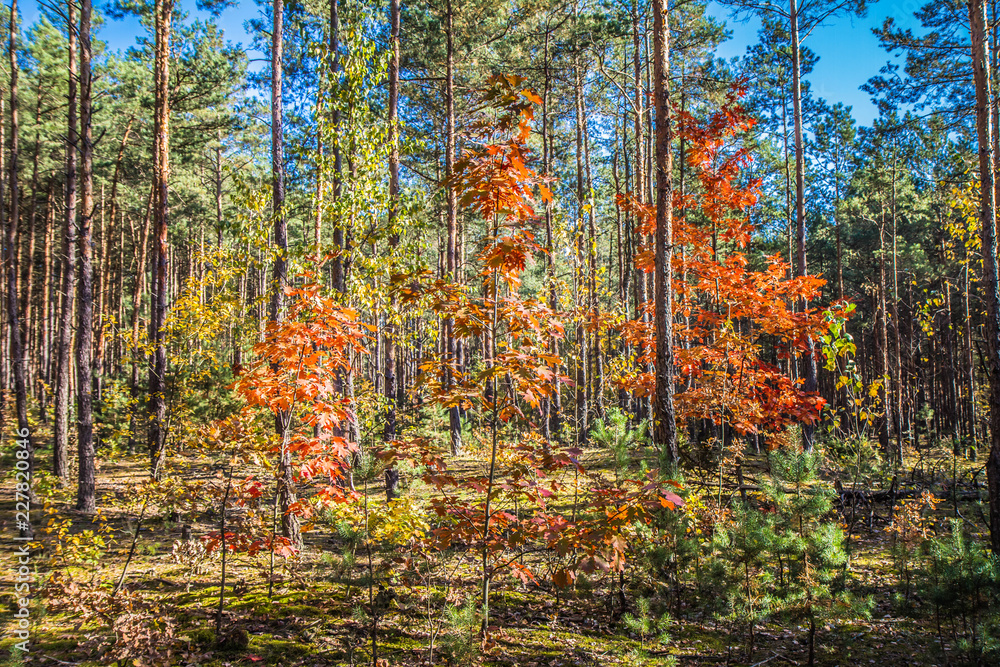 Forest in autumn on a sunny day