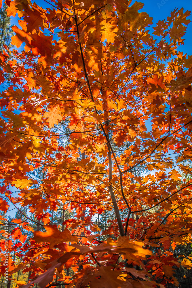 The red oak (Quercus rubra)