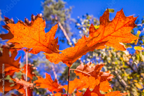 The red oak (Quercus rubra)