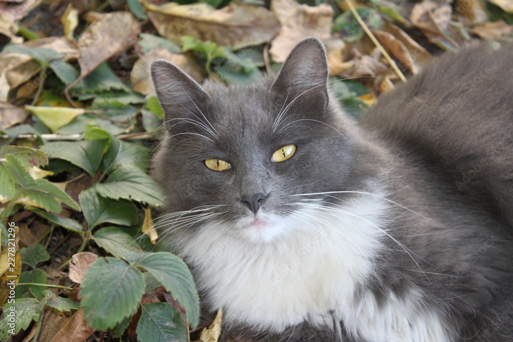 Beautiful fluffy gray with white spots the cat lies on the autumn leaves in the garden.