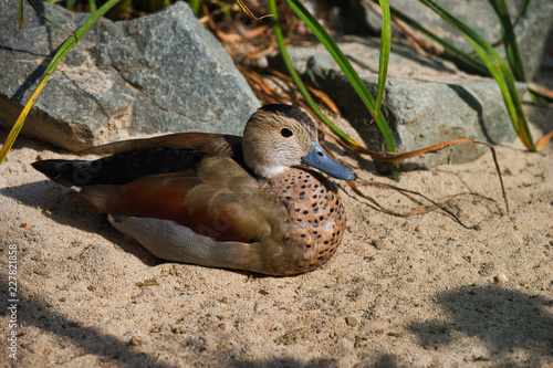 Full body of adult female ringed teal duck (Callonetta leucophrys) photo