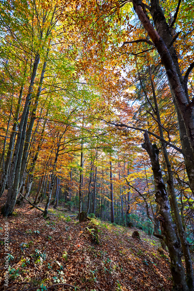 Obraz premium Golden autumn forest with red, green and yellow leaves at sunny day.