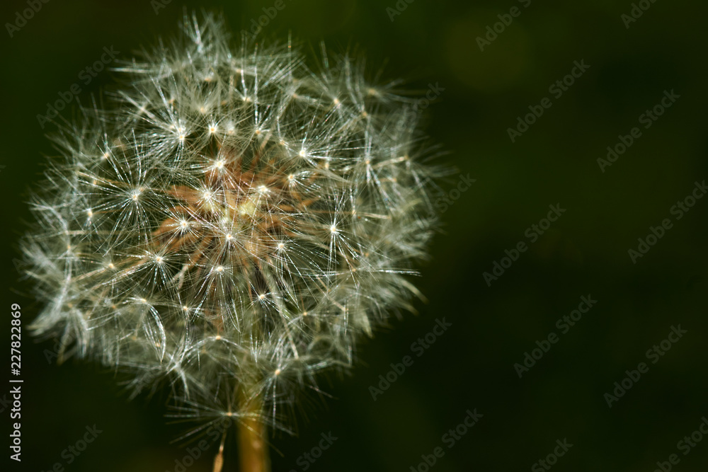 Fototapeta premium Mniszek lekarski w okresie kwitnienia jest pokazany w zbliżeniu. Wybrane pojedyncze nasiona z nogami powietrznymi, które są oderwane od kwiatu pod wiatrami. Makro-, Rosja, Moskwa region, natura, kwiaty