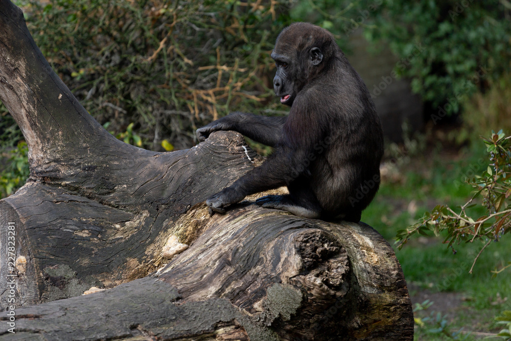 Baby gorilla sitting and playing on top of a fallen tree trunk Baby gorilla sitting and playing on top of a fallen tree trunk