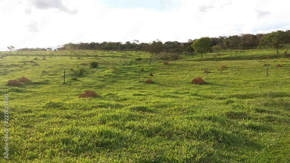 Obraz premium Pasto de gado