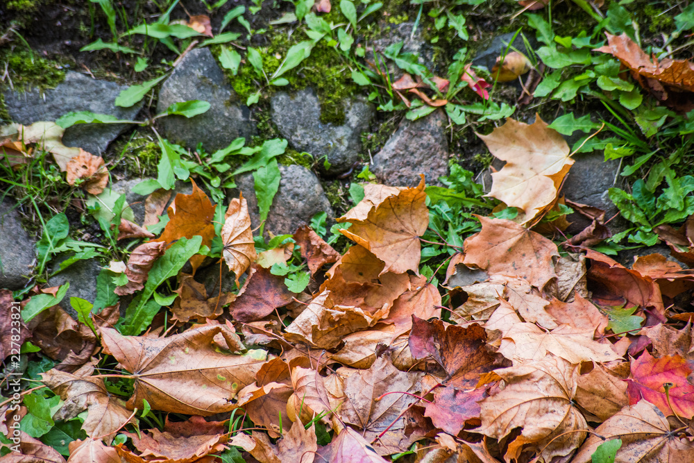 Dry leaves among stones and moss Dry leaves among stones and moss