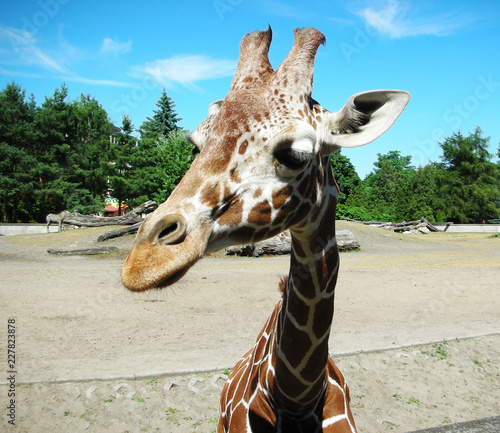 Photography Giraffe in the zoo