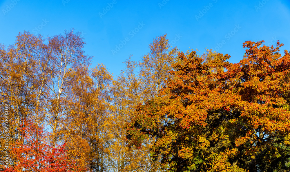 Colorful trees in autumn