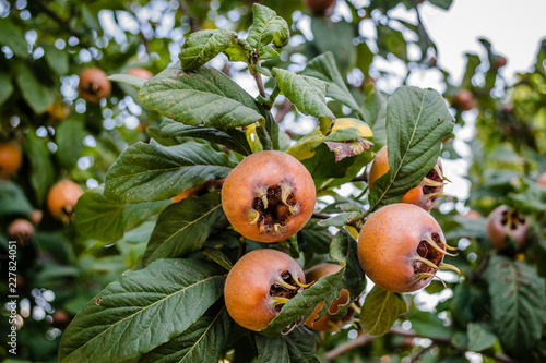 Medlar fruit on a branch. Fruit of Mespilus germanica