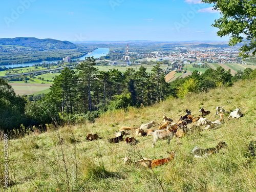 Photography Goat herd on the Bisamberg