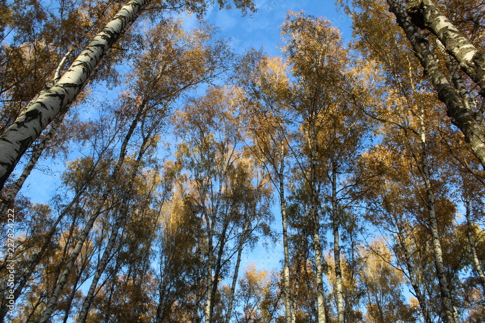 Fototapeta premium trees in autumn