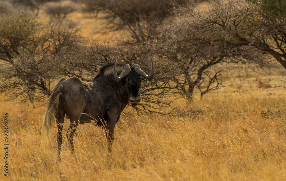 Black Wildebeest in the Botsalano Game Reserve in the North West province of South Africa image with copy space in landscape format