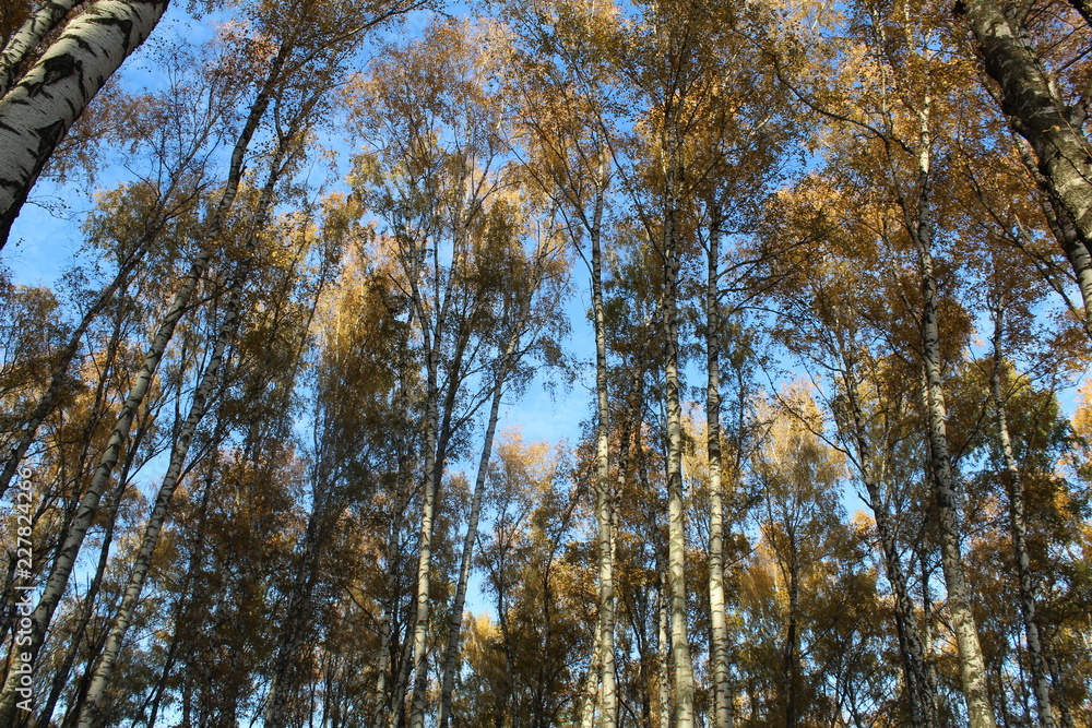 Obraz premium trees in autumn