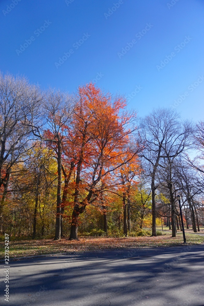 Fototapeta premium Pelham Bay Park, The Bronx, New York, NY, USA: Trees in fall foliage on a sunny November day.