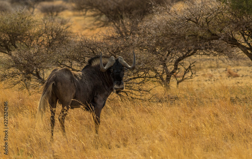 Black Wildebeest in the Botsalano Game Reserve in the North West province of South Africa image with copy space in landscape format