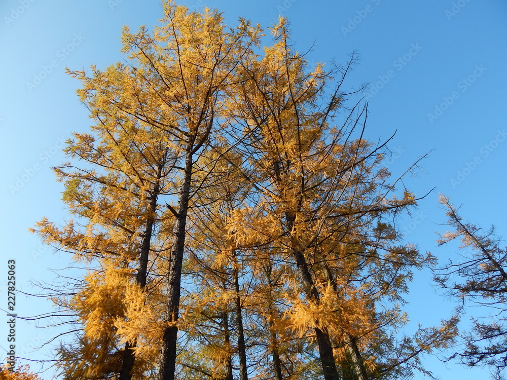 larch, blue, sky, autumn, tree, nature, fall, forest, landscape, sky, trees, leaves, season, blue, yellow, leaf, park, woods, winter, foliage, color, outdoors, wood, beautiful, orange, green, branch larch, blue, sky, autumn, tree, nature, fall, forest, landscape, sky, trees, leaves, season, blue, yellow, leaf, park, woods, winter, foliage, color, outdoors, wood, beautiful, orange, green, branch