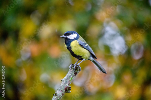 European Great Tit (Parus Major) perched on branch with autumn background
