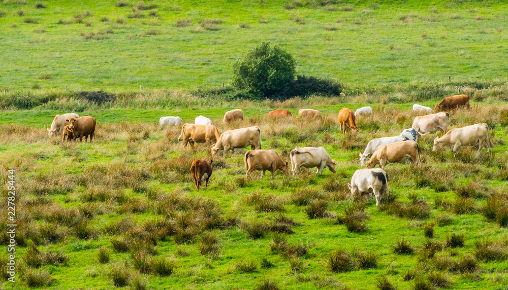 Fototapeta premium Cows on Meadow Ireland Kühe auf Weide 