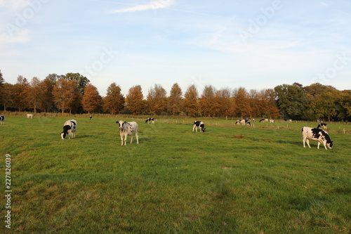 Kuhherde auf einer Weide bei Heeze, einer Kleinstadt in der Provinz Nordbrabant in Holland photo