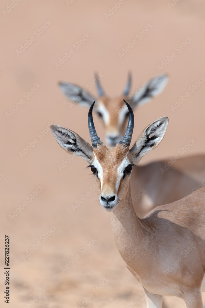 Arabian Gazelles in the Desert Conservation Reserve near Dubai, UAE ...