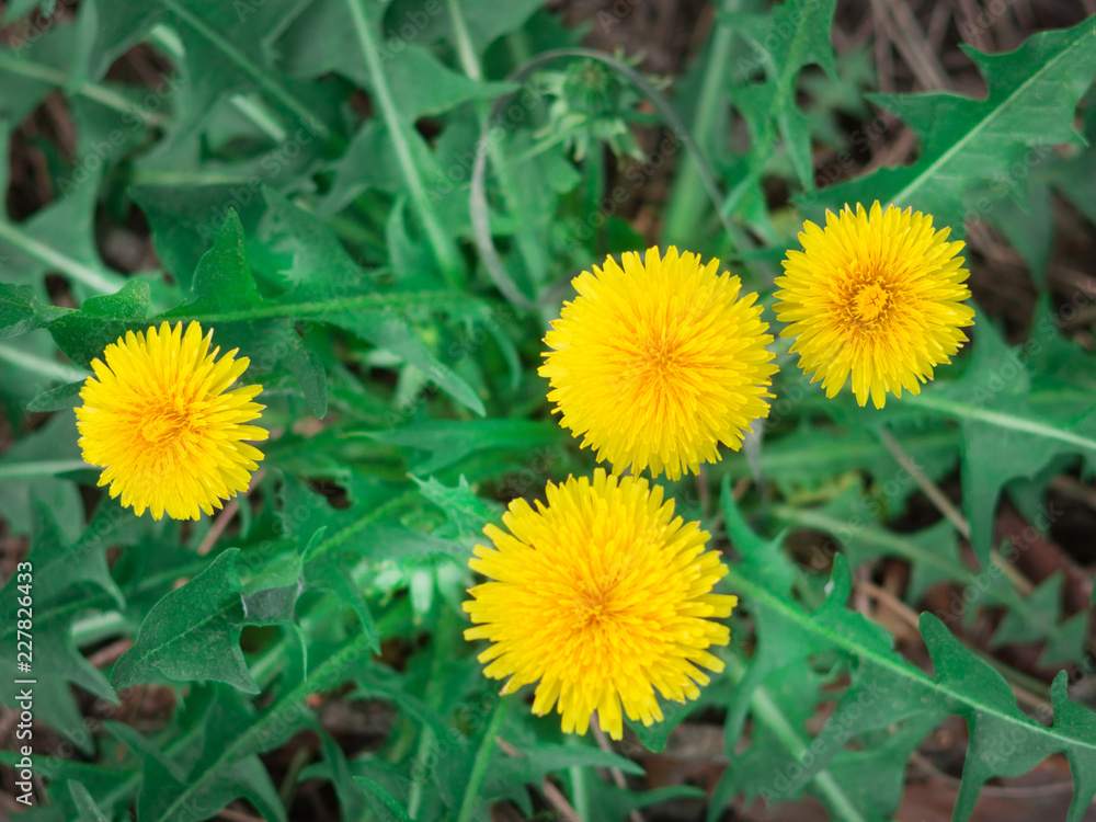 dandelions on a spring meadow dandelions on a spring meadow