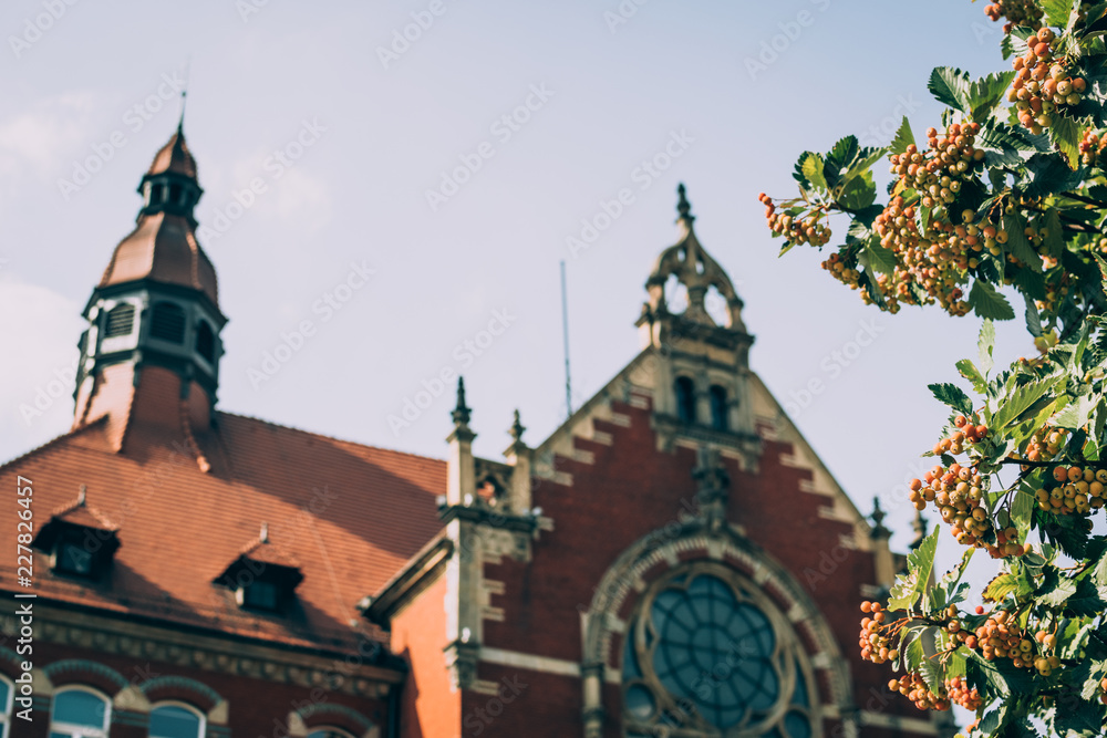 Berries on a branch against old red bricked school building in Katowice, Poland. Blue summer sky and tender August sunlight