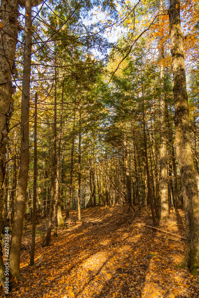 Pathway in the forest during a sunny autumn day Pathway in the forest during a sunny autumn day