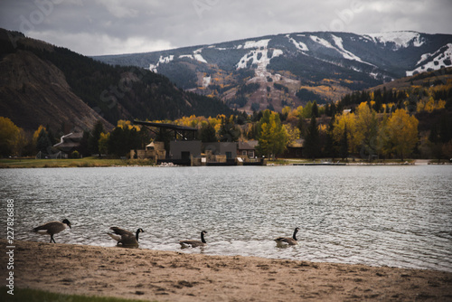 Geese walking towards a lake with a ski mountain in the background. 