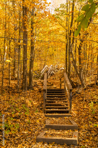 Wodden stairs in the forest during the fall