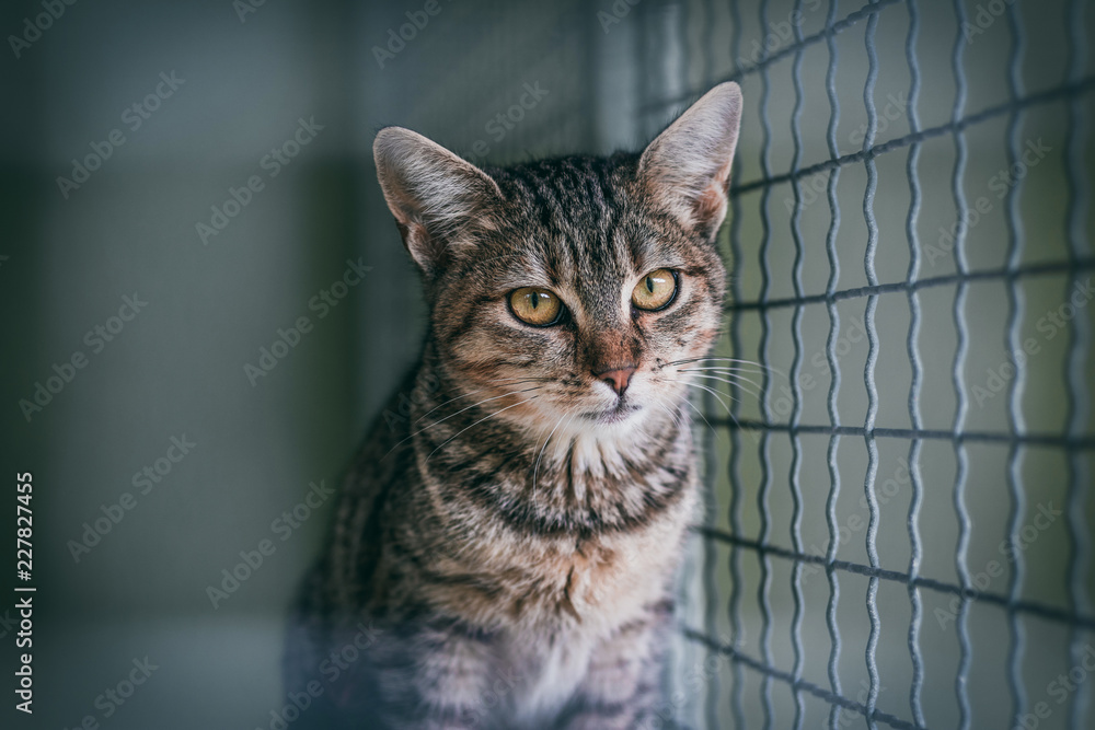 Fototapeta premium Abandoned cat in cage. Animal shelter
