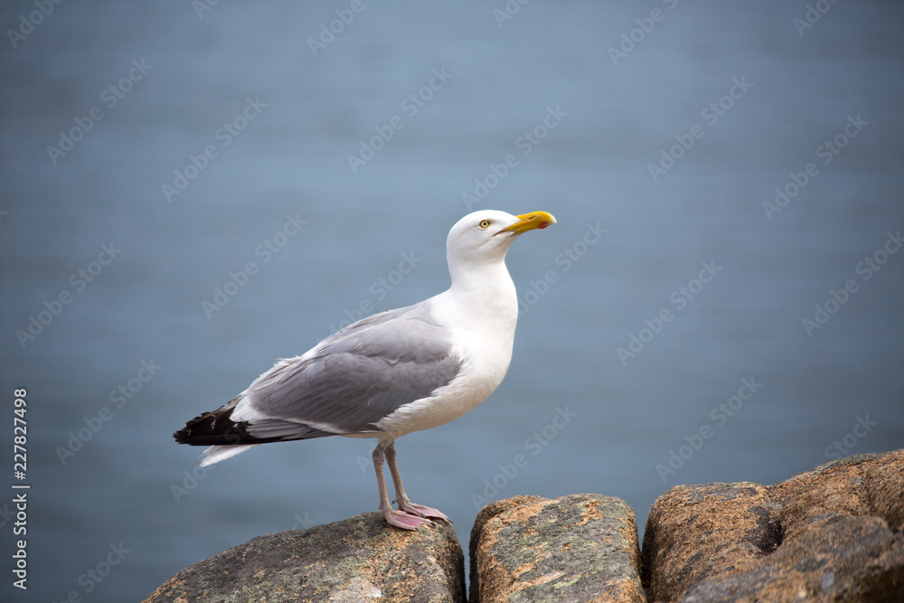 Seagull stand on a rock, head up Seagull stand on a rock, head up
