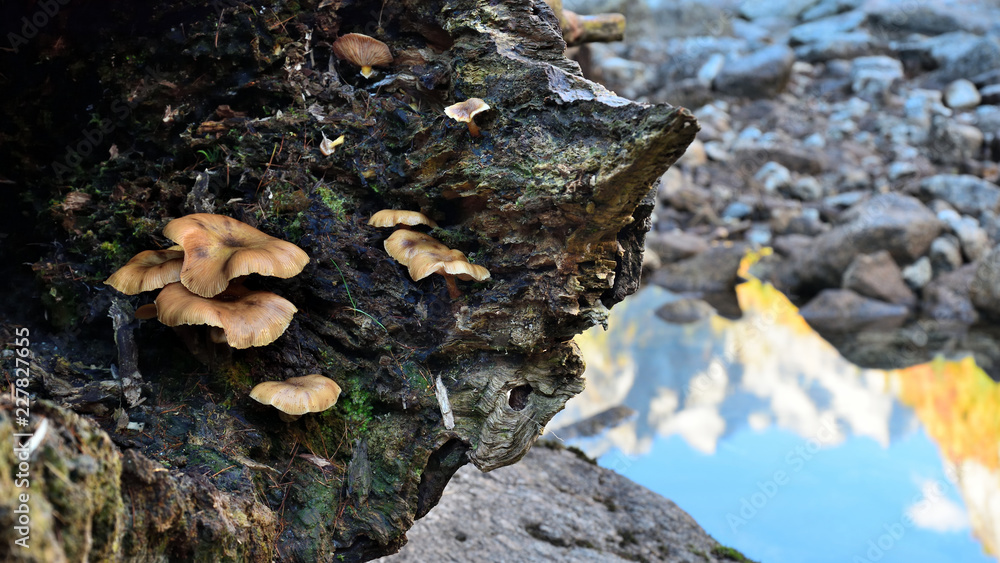 Funghi autunnali in Val di Mello Funghi autunnali in Val di Mello